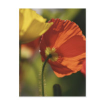 Poppies Postcard