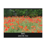 Poppies postcards