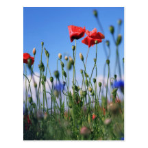 Poppies Postkarten