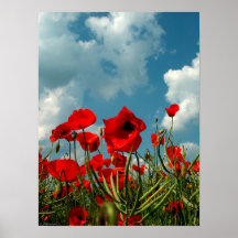 Poppies Print