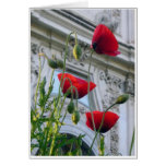 Poppies, Villa Borghese, Rome Card