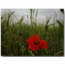 poppy/2 photo sculptures