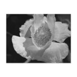 Poppy 5 post card