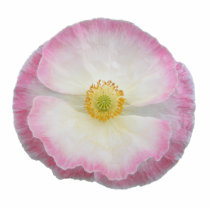 Poppy 97 ~ acrylic acrylic cut out