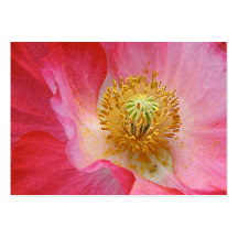 Poppy ATC Business Card Template