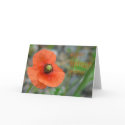 POPPY BIRTHDAY cards