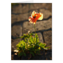 Poppy blooming cards
