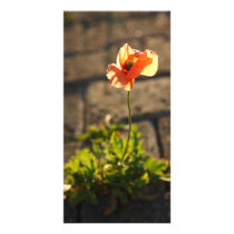 Poppy blooming