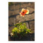 Poppy blooming photograph