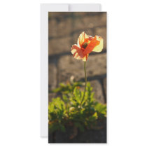 Poppy blooming