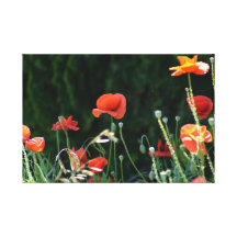 Poppy Blossoms Canvas Print