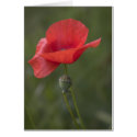 Poppy. Card by cARTerART