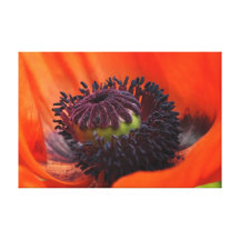 Poppy Centre Gallery Wrap Canvas