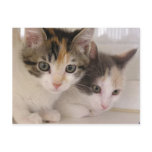 Poppy & Daisy postcards