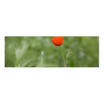 Poppy DSC2632 Business Card Template