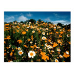 Poppy Festival California Postcards