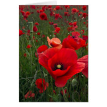 Poppy Field Card
