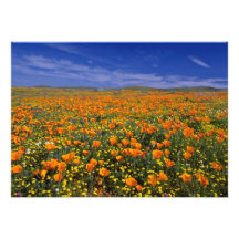 Poppy field  flowers invite