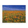 Poppy field  flowers postcard