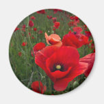 Poppy Field Magnet