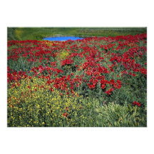 Poppy field, Middle Atlas, Morocco at the Cornish Custom Invites