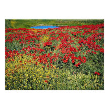 Poppy field, Middle Atlas, Morocco  flowers Announcement