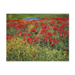 Poppy field, Middle Atlas, Morocco  flowers Postcard