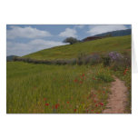 Poppy field path cards