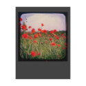 Poppy Field postcards