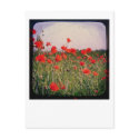 Poppy Field postcards