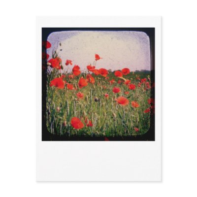 Poppy Field Postcard by FelicitasArt