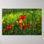 Poppy field posters