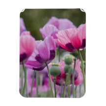 Poppy Field Premium Magnet