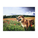 Poppy Fields Dog Postcard