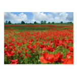 Poppy Fields Postcard
