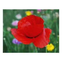 Poppy flower and meaning custom invite