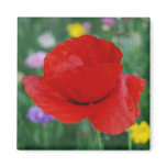 Poppy flower and meaning magnets