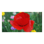 Poppy flower and meaning photo cards