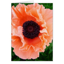 Poppy Flower Greeting Card