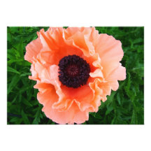 Poppy Flower Invitation