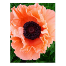 Poppy Flower Postcard