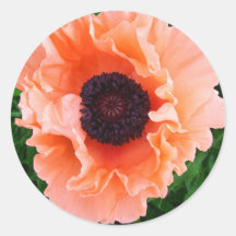 Poppy Flower Sticker