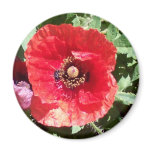 Poppy flowers pedals macro photography art prints magnets