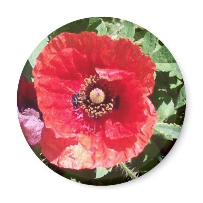 Poppy flowers pedals macro photography art prints fridge magnets by dereklovessheila