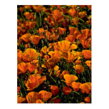 Poppy flowers Pink flowers Post Card