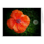 Poppy Greeting Card