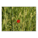 poppy in cornfield cards