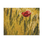 Poppy in the Wheat Field Postcard