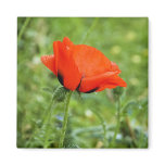 Poppy Magnet