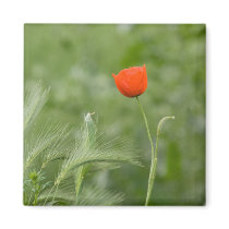 Poppy Refrigerator Magnet